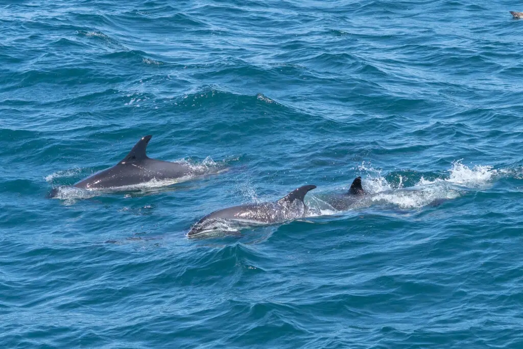 Dolphin Cruise