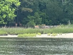 Boat Tours, Scenic, Wildlife